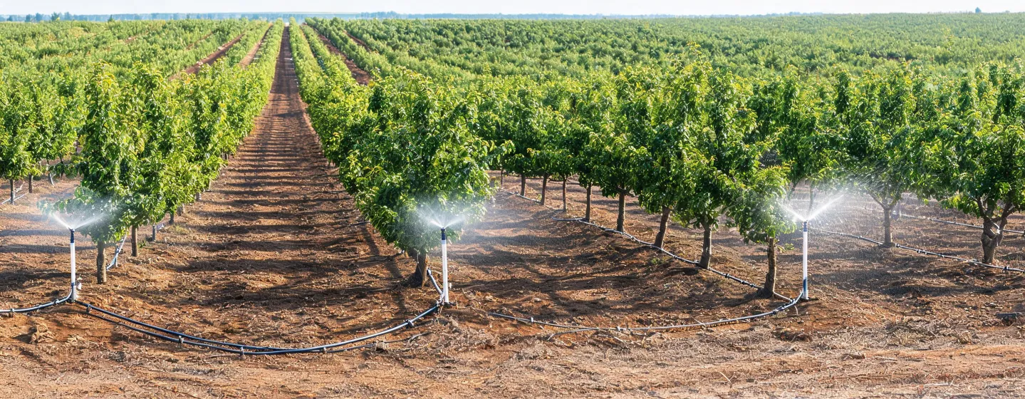 Orchard sprinkler and drip line application
